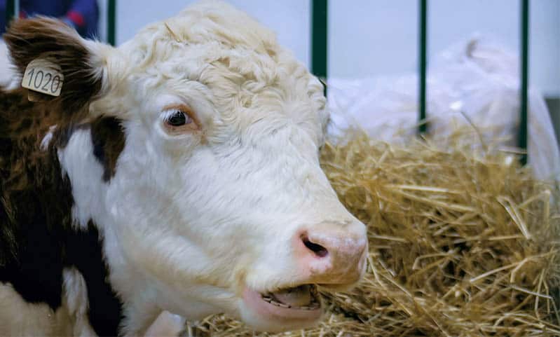 PFOA Water Poisoning