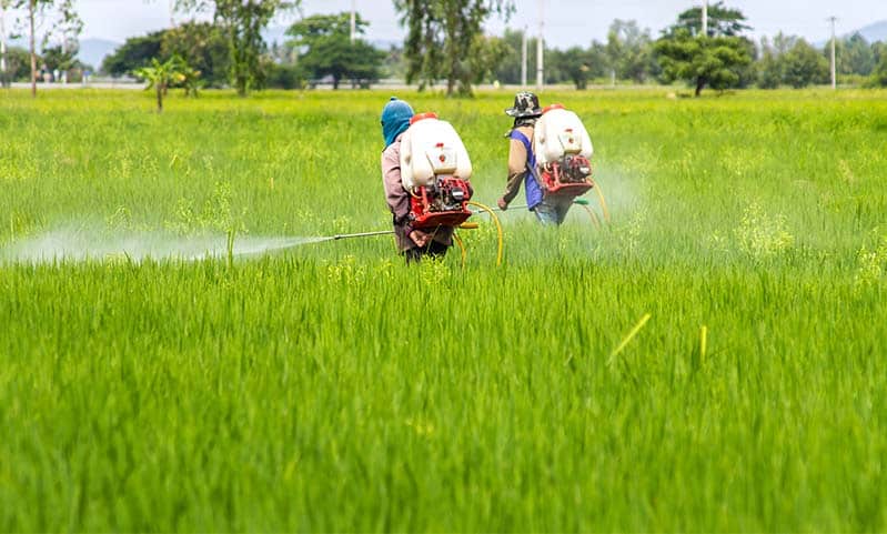 paraquat roundup pesticide herbicide