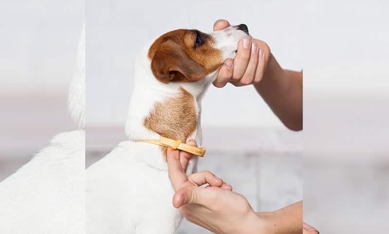 Seresto Recall Flea Tick Collars